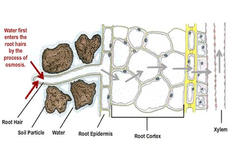 Root hair cell under microscope 817492-Root hair cell microscope