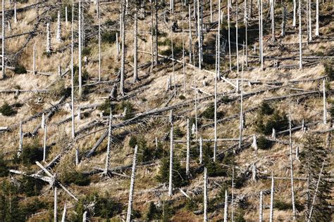 Forest Damage After A Hurricane Free Stock Photo - Public Domain Pictures