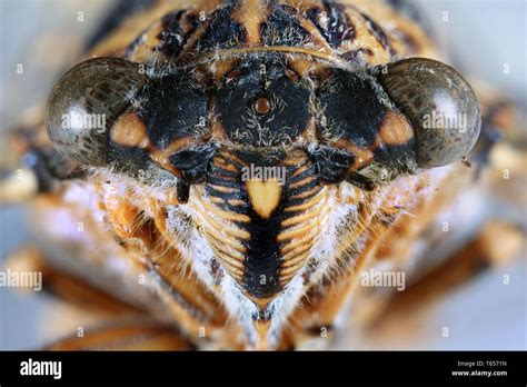 Cicada Head Close Up Stock Photo - Alamy