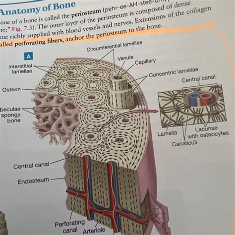 Compact bone tissue