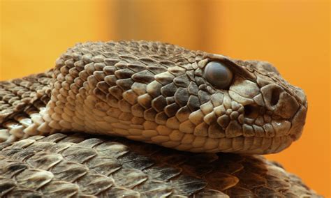 Identifying Rattlesnakes Using Head Scale Patterns | The Common Naturalist