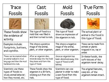 Four Types of Fossils Sort Packet by Smart Chick | TpT