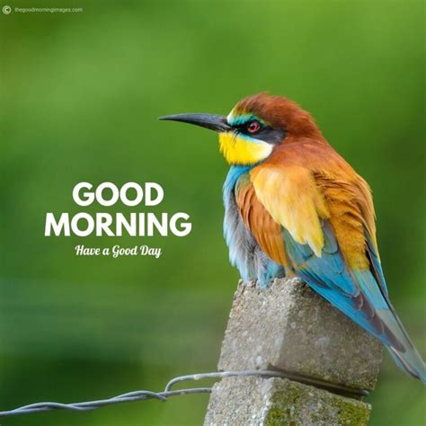 50+ Best Good Morning Birds Images To Wish Anyone