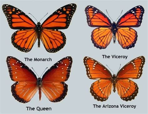 Compare Monarch and Queen Butterflies