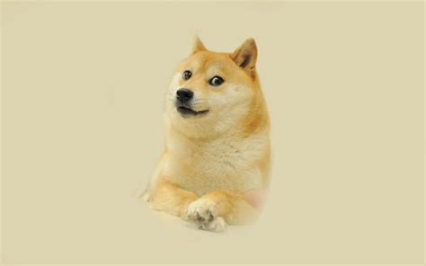 Doge Meme Wallpaper Wide or HD | Meme Wallpapers | Doge, Doge meme, Hd ...