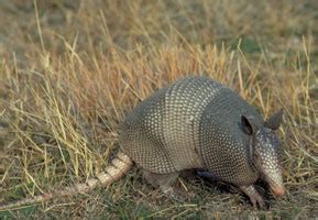 Nine-banded Armadillo (Dasypus novemcinctus)