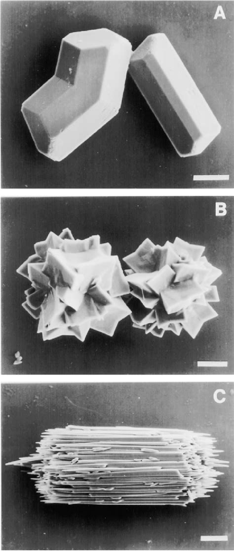 Calcium Oxalate Crystals In Plants