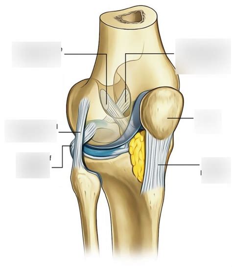 Knee Ligaments Diagram | Quizlet