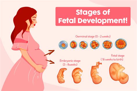 Stages Of Fetal Development