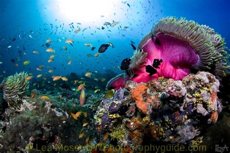 Scuba Diving in the Maldives - Bluewater Dive Travel