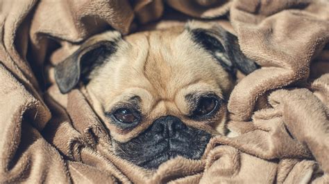 Cute pug dog in a blanket - backiee