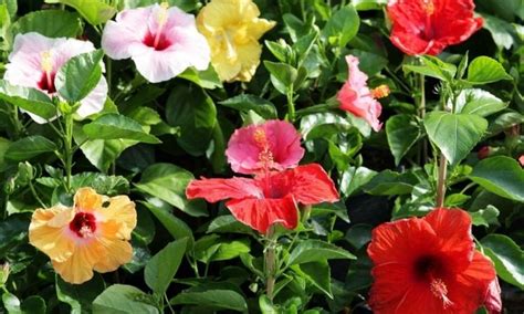 The 50 Most Beautiful And Hardy Hibiscus Varieties