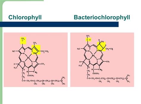 Difference Between Bacteriochlorophyll And Chlorophyll - Relationship Between