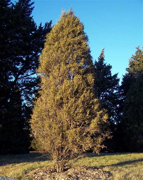 Rocky Mountain Juniper - Juniperus scopulorum - North American Insects ...