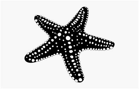 Starfish Silhouette Png, Transparent Png - kindpng