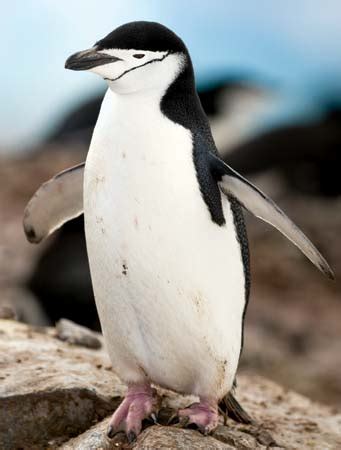 Chinstrap Penguin Facts, Habitat, Diet, Predators, Pictures