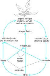 Ammonification Diagram