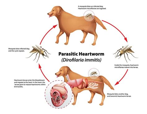 Heartworms Are More Common than You Think · Falls Village Vet Hospital