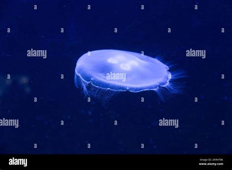 Glowing blue jellyfish in the deep sea Stock Photo - Alamy