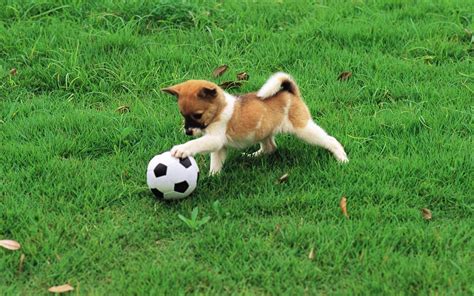 Street Football Cup: Puppy Edition - Urban Pitch