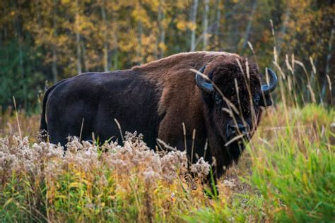 Discover Elk Island National Park - Hendrik Wintjen