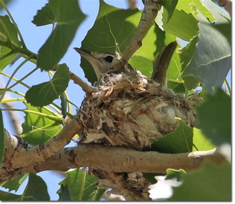 Backyard Bird Cam - Warbling Vireo on the nest - fledgling