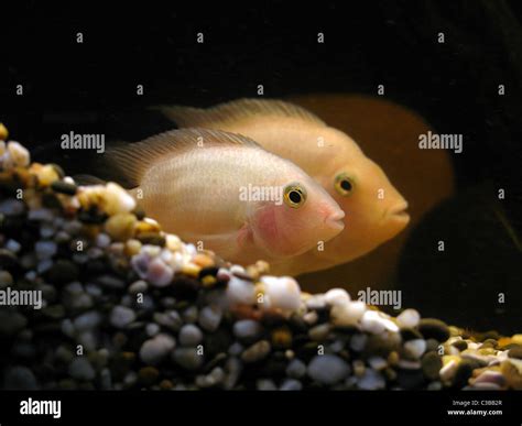 two fishes in aquarium Stock Photo - Alamy