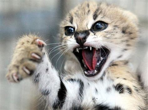 Adelaide Zoo's 3 Little Serval Kittens - ZooBorns