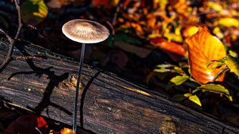 Mushroom Forest Mushrooms - Free photo on Pixabay - Pixabay