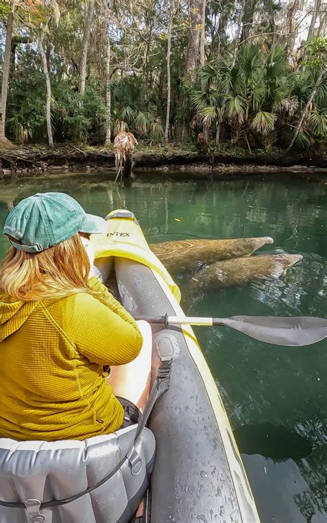 10 Awesome Crystal River Manatee Tours - Uprooted Traveler