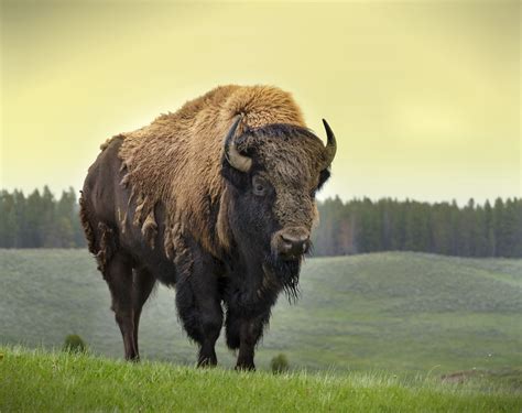 Top Four Reasons the American Bison Makes a Great Mascot | Bison américain, Bison, Animaux sauvages