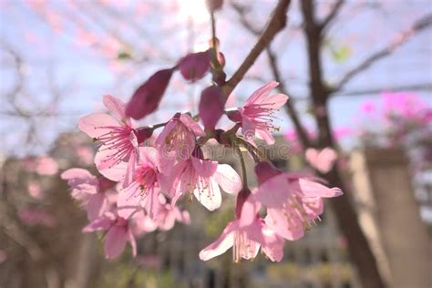 Cherry Blossoms Season in Dalat, Vietnam. Stock Image - Image of dalat ...