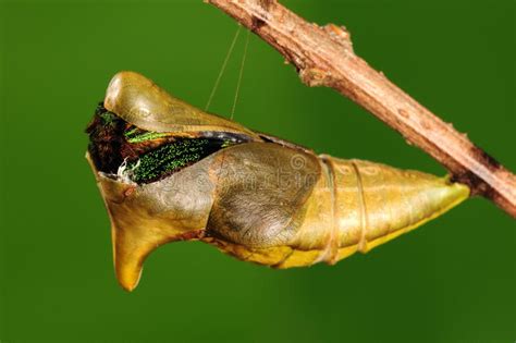 Pupa of Butterfly, Process of Eclosion 2/8 Stock Photo - Image of animal, inspiration: 28723914