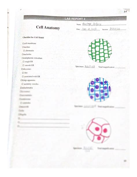 SOLUTION: human anatomy and physiology lab report cell anatomy - Studypool