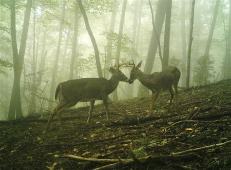 Webinar to focus on wildlife cameras along Blue Ridge Parkway ...