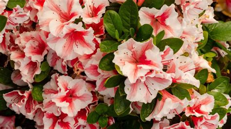 Browse by Azalea Bloom Color | Encore Azalea