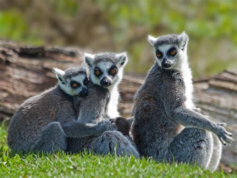 Group Hug | Ring-tailed lemurs (Lemur catta) at Aqua Zoo Fri… | Flickr