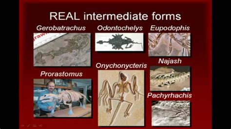 Fossil Record Evidence For Evolution