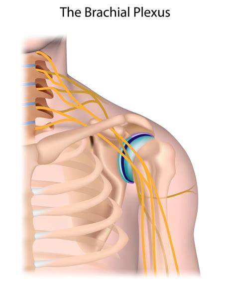 brachial plexus