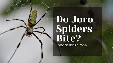 Do Joro Spiders Bite? - Joro Spiders