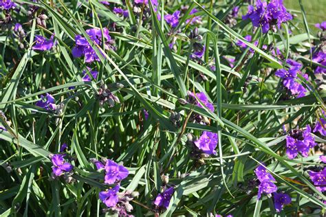 Spiderwort Purple Perennial Flower Cluster - Green Thumb Advice