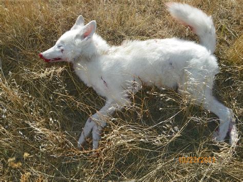 Albino Coyote