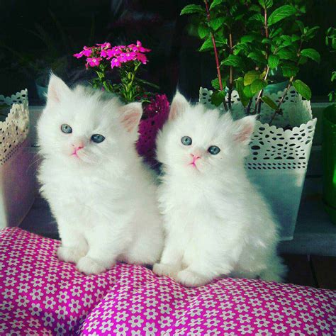 9 Beautiful White Cats and Kittens