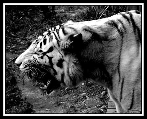 white tiger roar by travellerwolf on DeviantArt