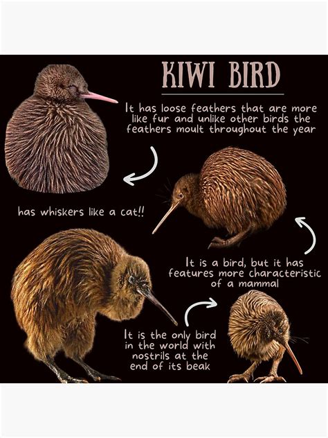 Póster «Datos curiosos del pájaro kiwi» de KyleNesas | Redbubble