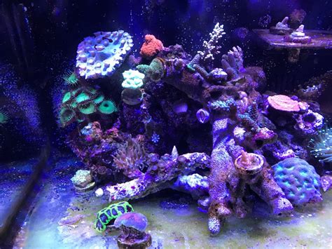 Raising No3 Via Spectracide Stump Remover (Potassium Nitrate) | Reef2Reef