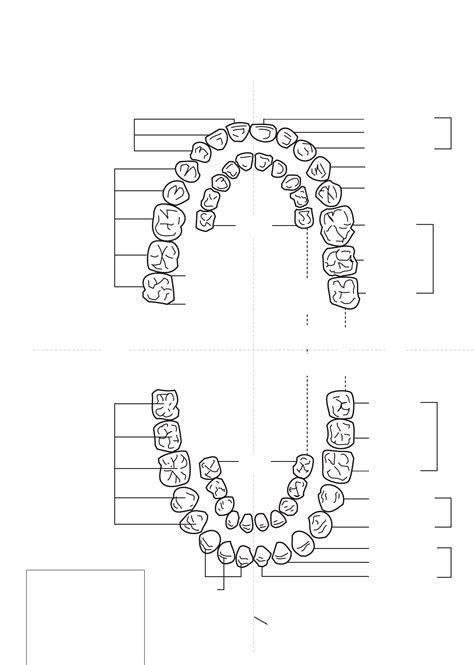 Dental Tooth Numbering System Printable