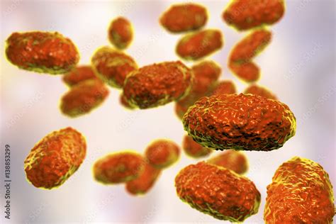 Bacteria Bordetella pertussis, 3D illustration. Gram-negative coccobacilli bacteria which cause ...