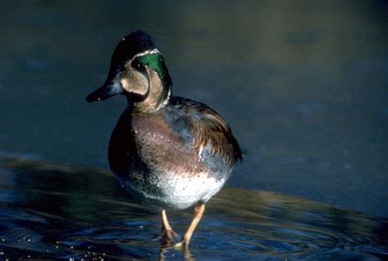 Southeastern Outdoors - Baikal Teal