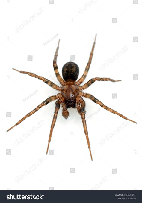 299 Male Spider Wolf Images, Stock Photos & Vectors | Shutterstock